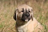 KANGAL 083
